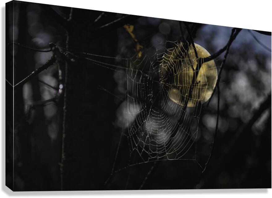 DSC 4847 Canvas Print