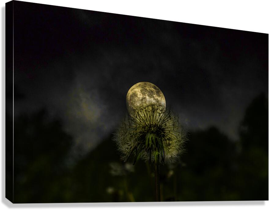 JBS 4984 1 Canvas Print
