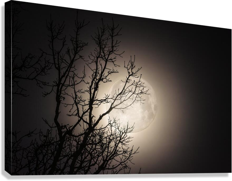 JBS 59702 Canvas Print