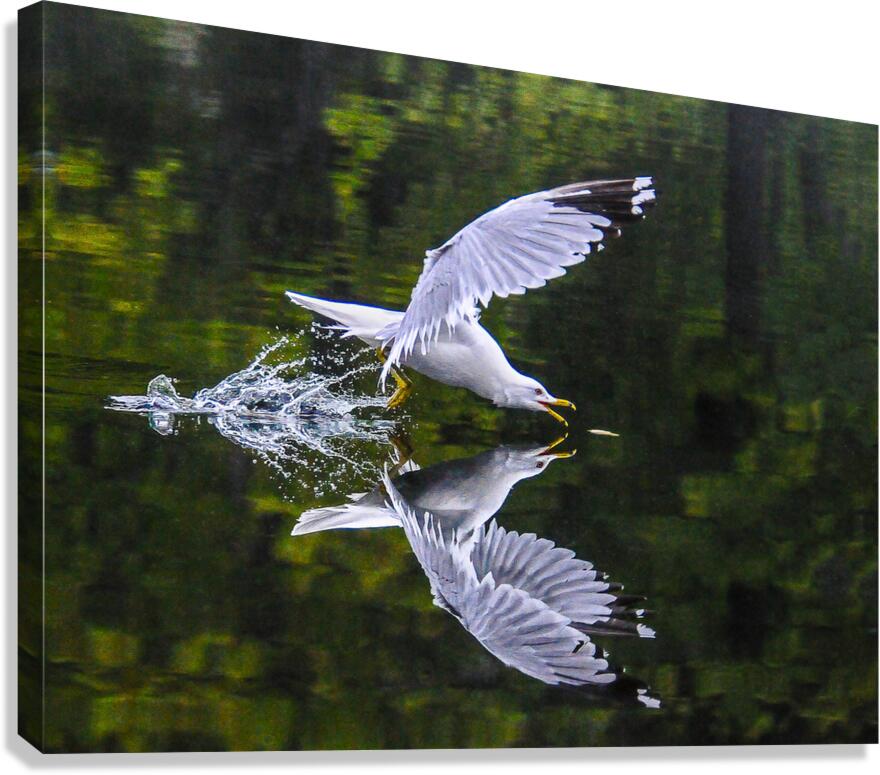  1seagull Canvas Print