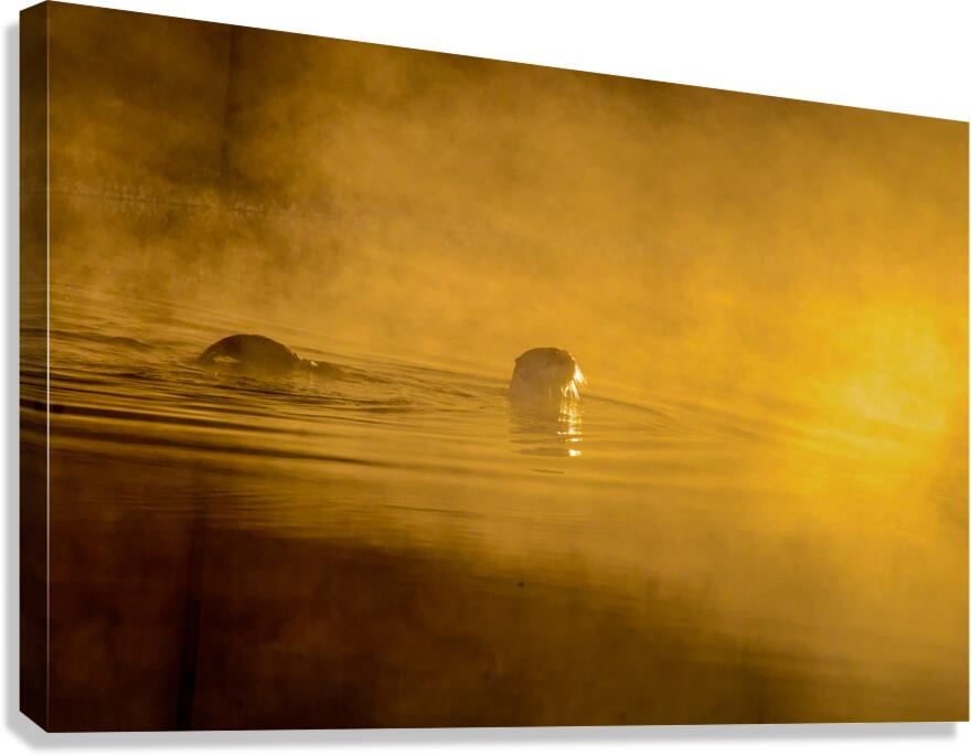 DSC 1717 Canvas Print