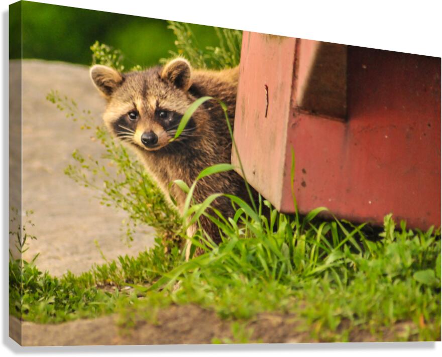 JBS 2864 Canvas Print