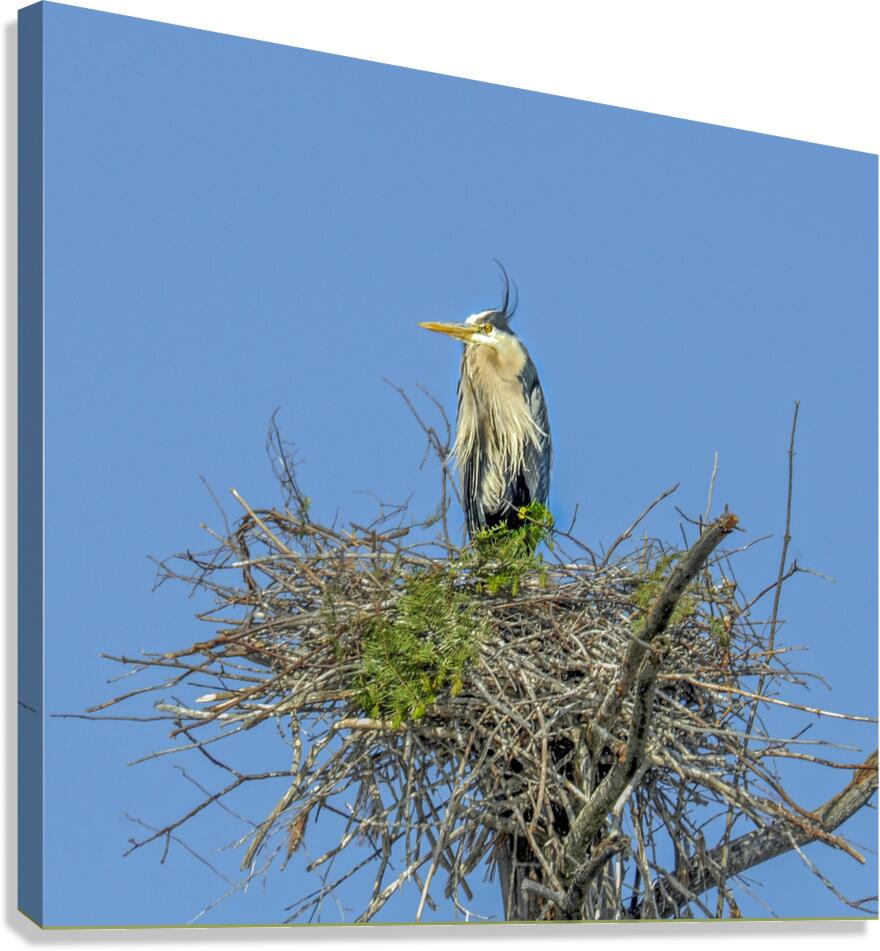 JBS 0860ED Canvas Print