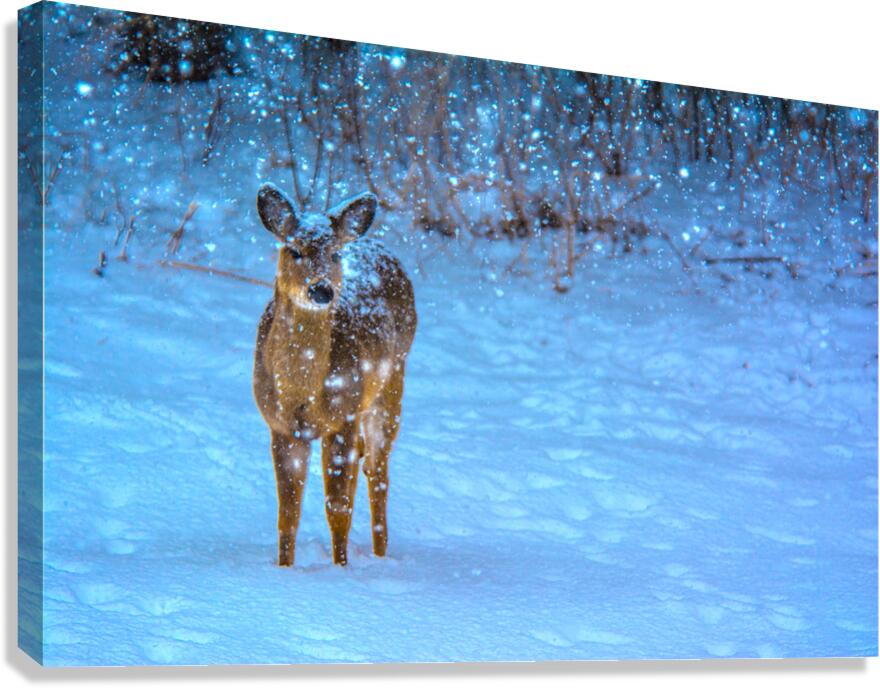 JBS 0395 Canvas Print