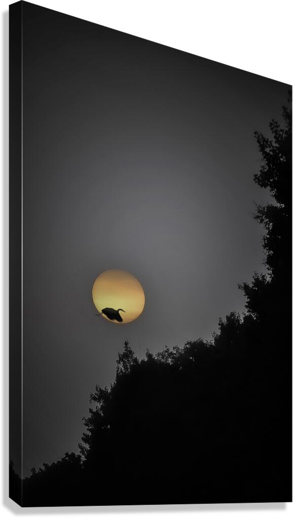 HERON SUNRISE Canvas Print
