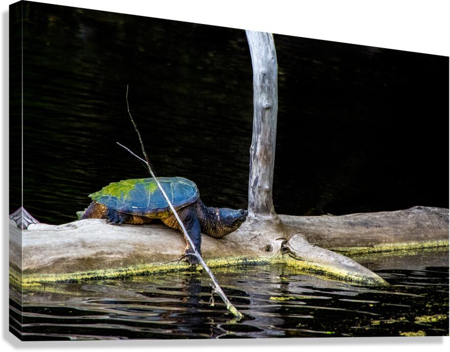 JBS 1007 Canvas Print