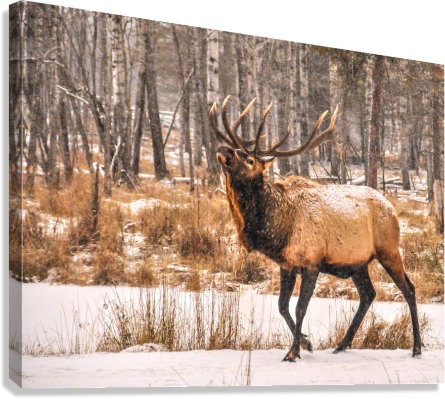 JBS 4996  Canvas Print