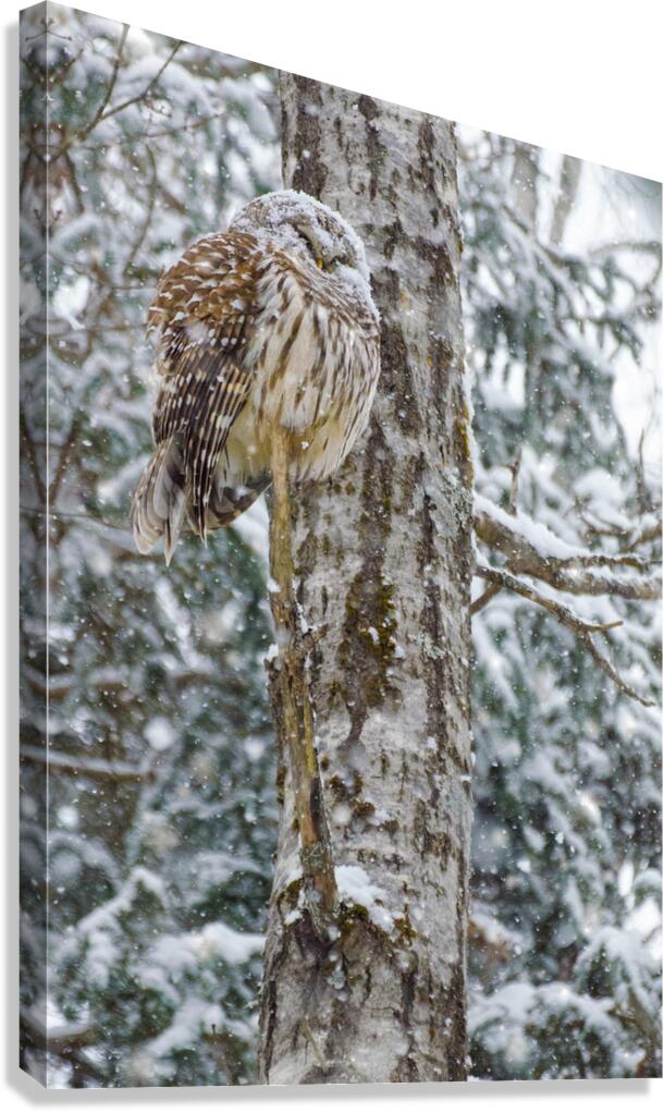 JBS 4998 Canvas Print