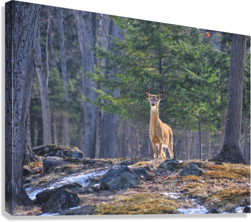 JBS 8417 Canvas Print