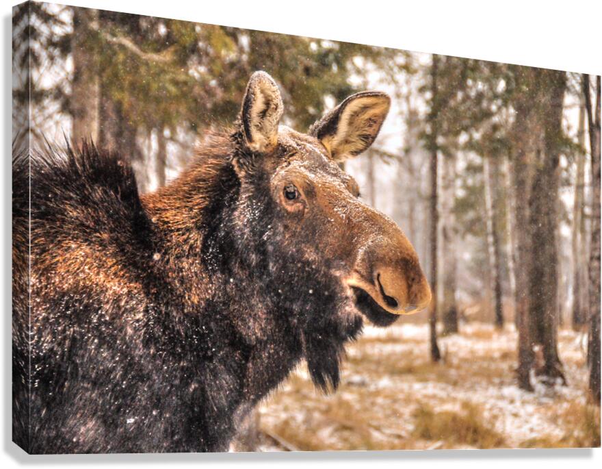 JBS 4902  Canvas Print