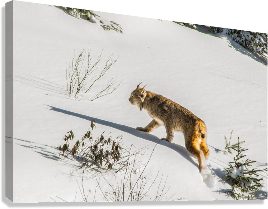 JBS 8781 Canvas Print