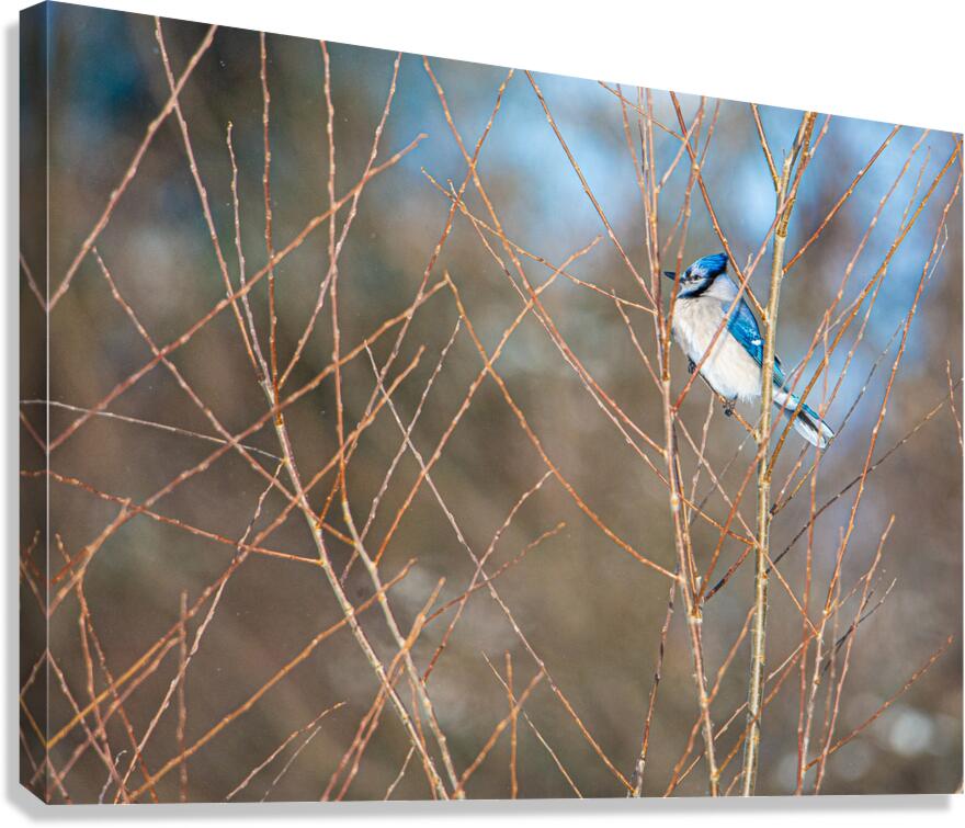 JBS 8279 Canvas Print