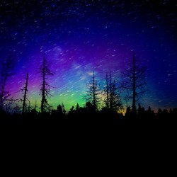 Swamp Northern Lights
