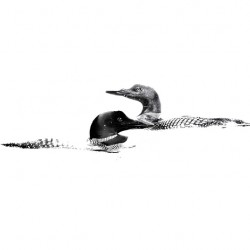 loons