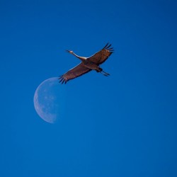 Sandhill and Moon
