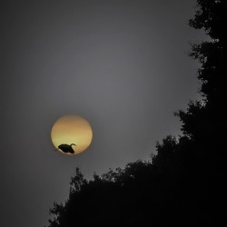 HERON SUNRISE