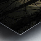 Pine Marten-101 Metal print