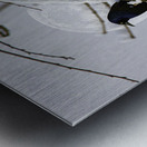 JBS 0164  Metal print