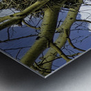 DSC 0059  Metal print