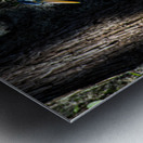 DSC 0216 2 Metal print