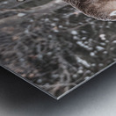 JBS 5494  Metal print