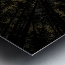 JBS 5549  Metal print