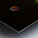 JBS 8023  Metal print