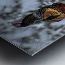 DSC 5553 Metal print