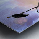 DSC 0357 Metal print