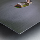 JBS 3953 Metal print