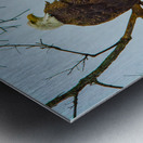 JBS 9645 Metal print