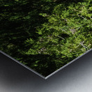 JBS 6779 Metal print