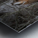 JBS 8968 Metal print