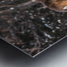 JBS 5494  Metal print