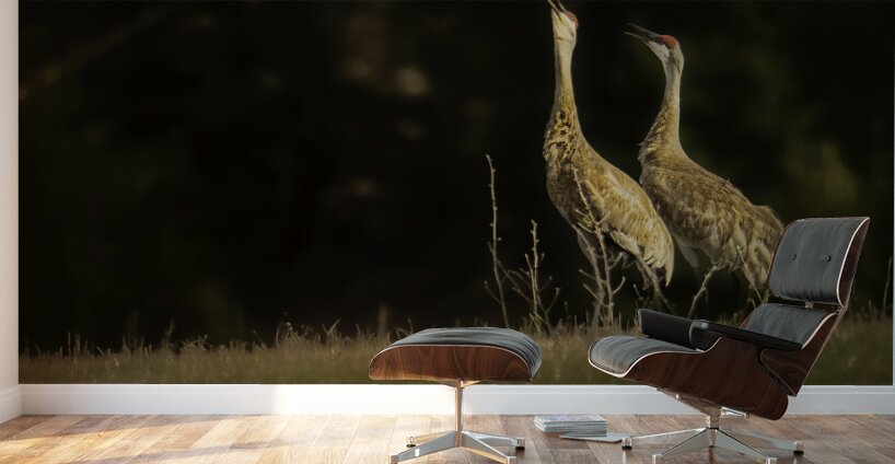 JBS 0918 Wall Murals