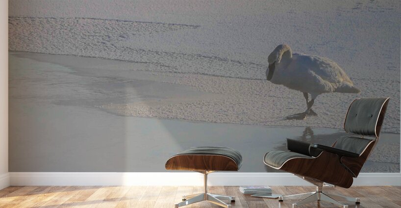 DSC 5823  Wall Murals