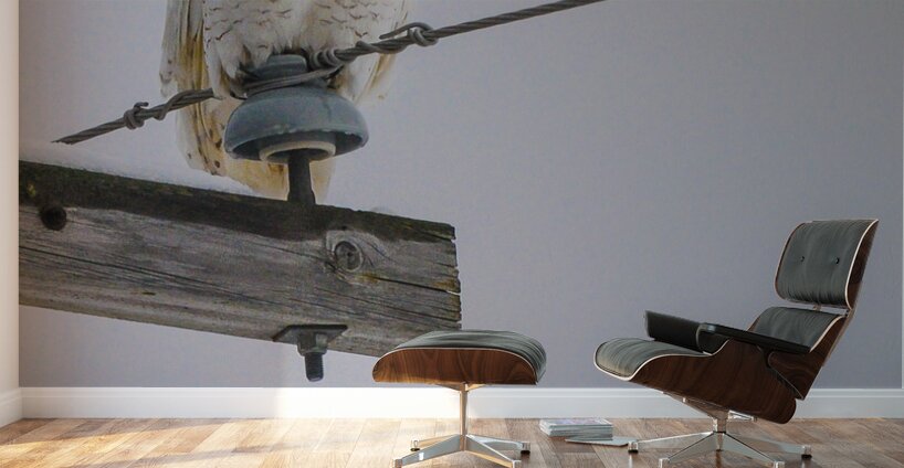 DSC 1897 Wall Murals