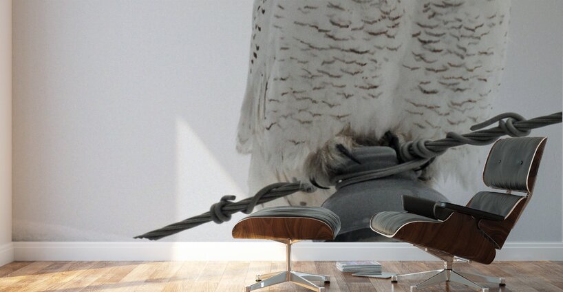 DSC 1902  Wall Murals