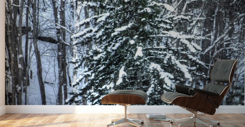 DSC 5638  Wall Murals