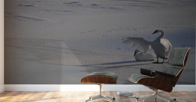 DSC 5806 Wall Murals