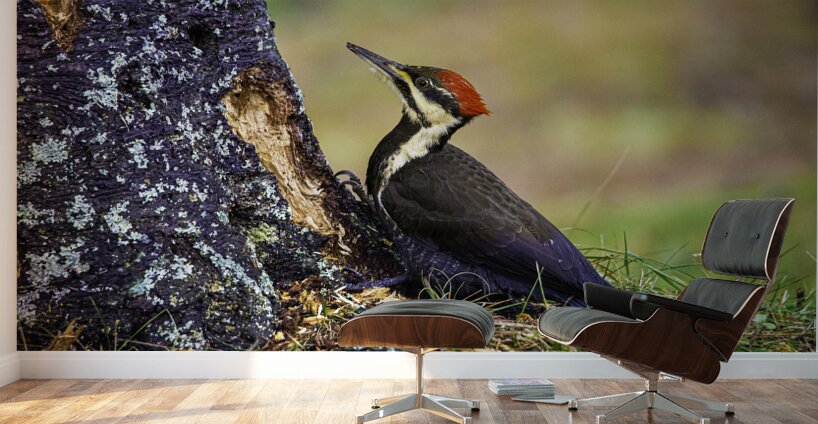 JBS 9742 1 Wall Murals