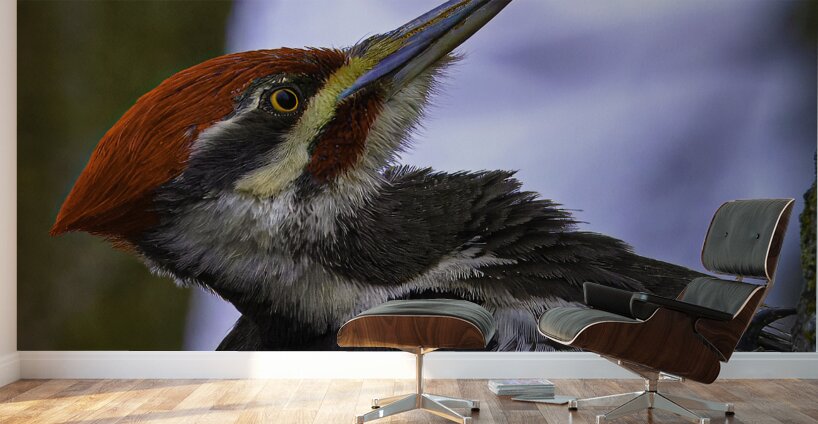 JBS 5301  Wall Murals