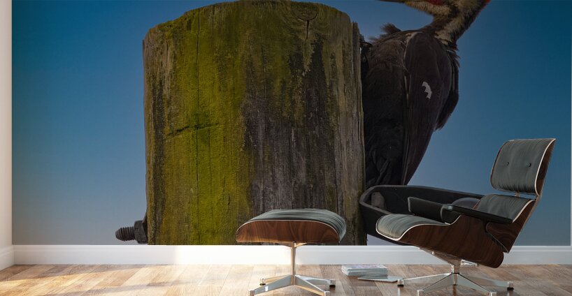 JBS 5368  Wall Murals