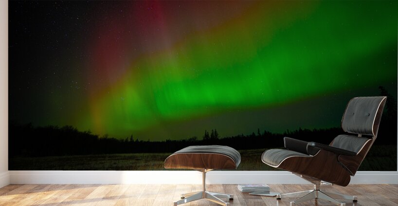 DSC 4379 Wall Murals