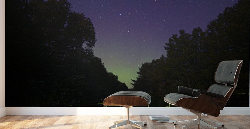 DSC 1684  Wall Murals