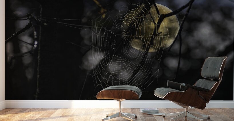 DSC 4847 Wall Murals