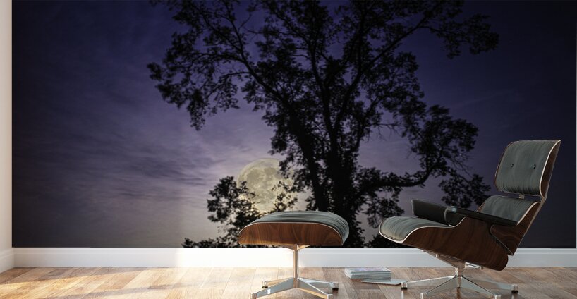 JBS 3459  Wall Murals