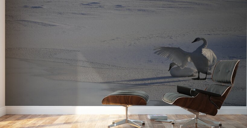 DSC 5806 Wall Murals