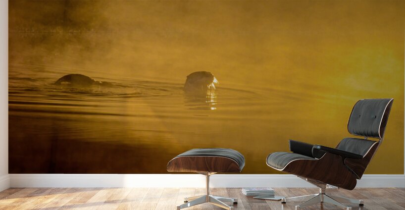 DSC 1717 Wall Murals