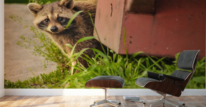 JBS 2864 Wall Murals